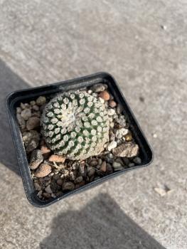 Turbinicarpus valdezianus